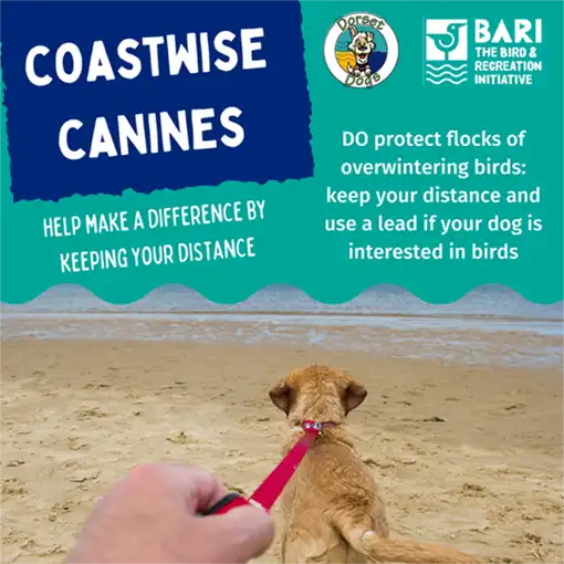 Dorset Dogs - Partnerships - Coastwise Canines