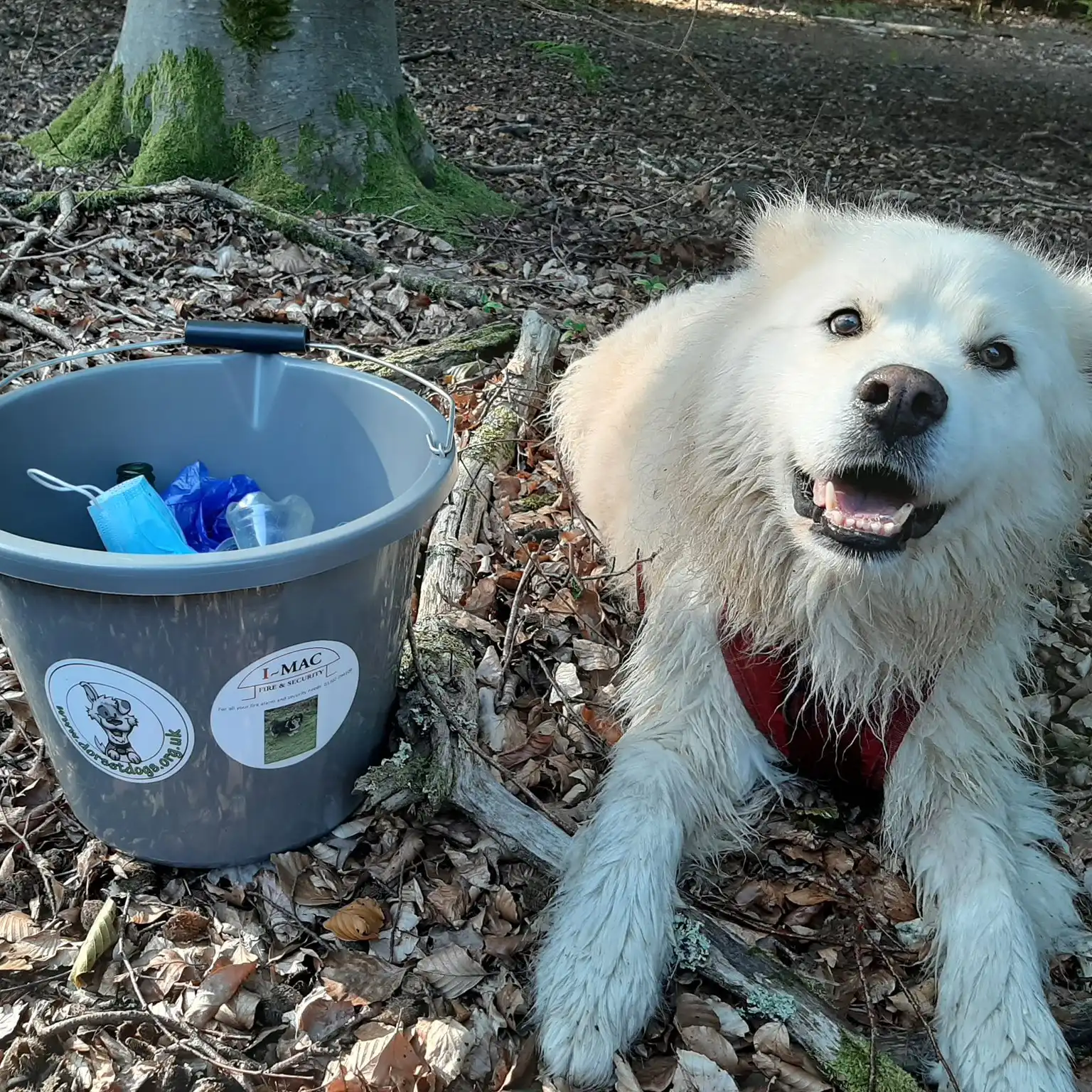 Dorset Dogs - Leave Only Pawprints