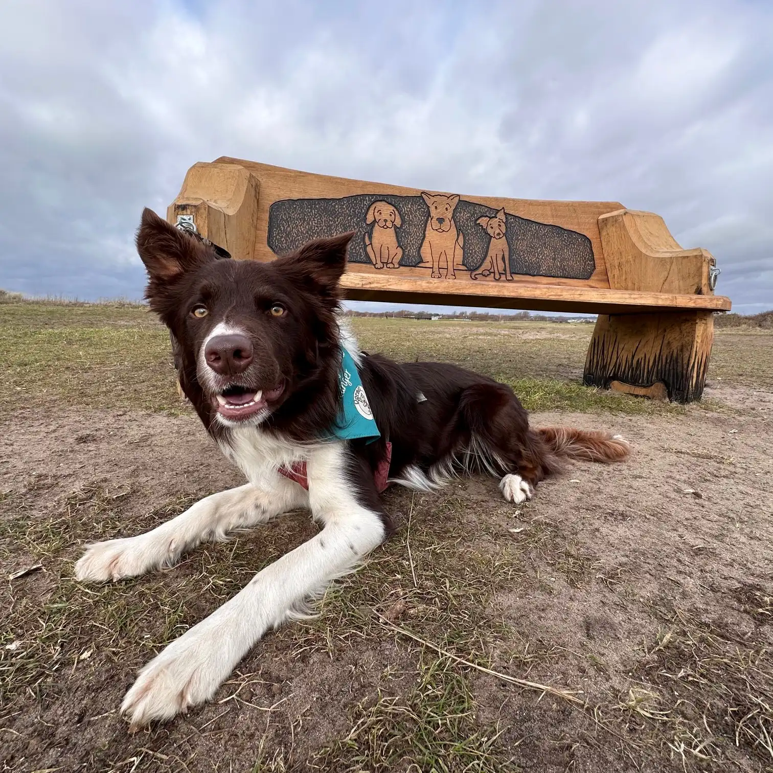 Dorset Dogs Hengistbury Head