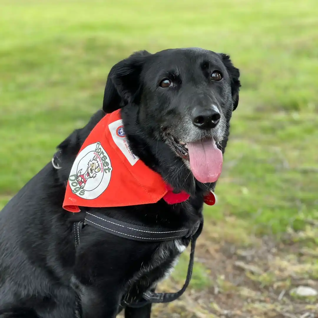 Dorset Dogs - K9 Firewise Patrol