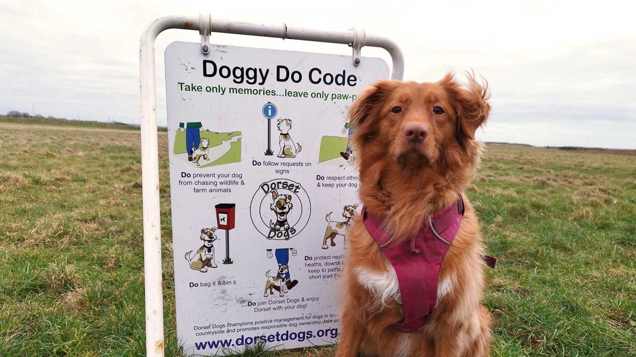 Doggy Do Code - Dorset Dogs