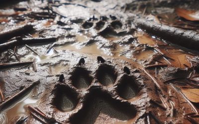 Alabama Rot