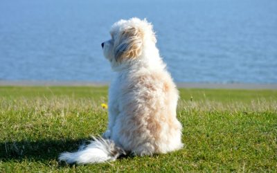 Dorset Council PSPO Consultation