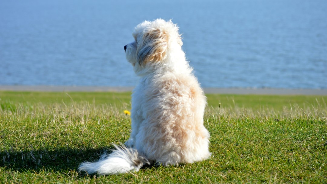 Dorset Council PSPO Consultation