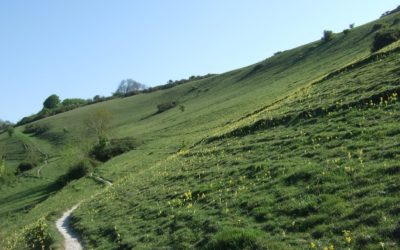 Dorset Open Spaces survey
