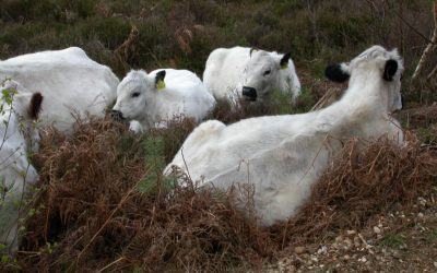 Look out for grazing animals