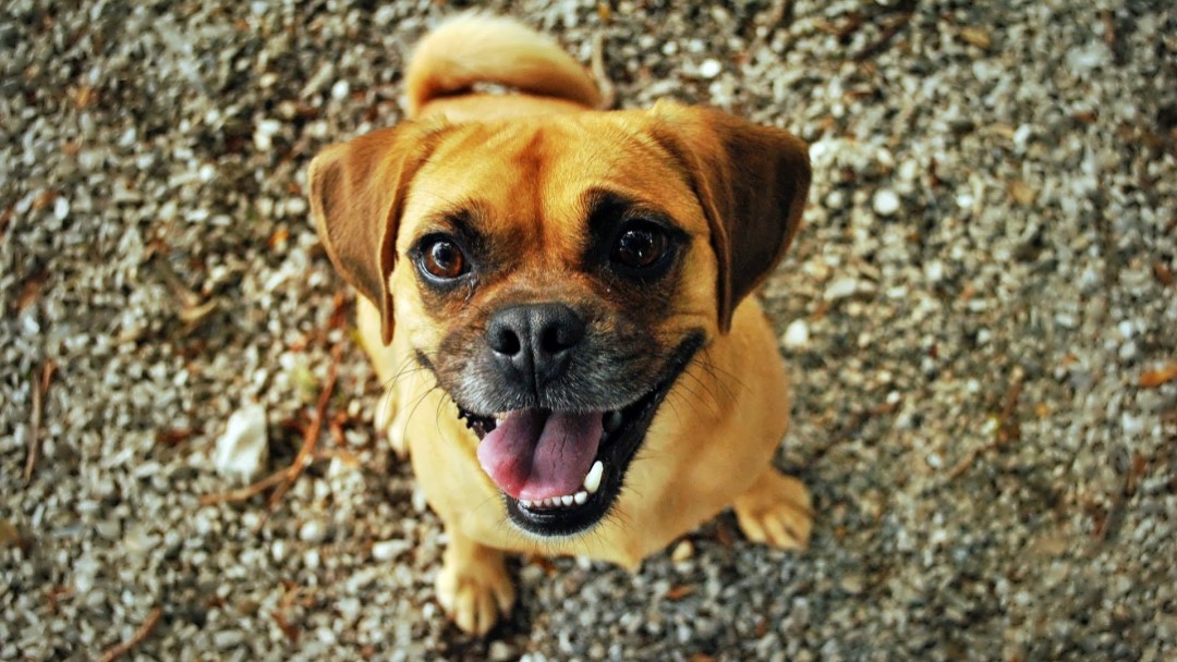 Quiz Love Dogs Love Nature