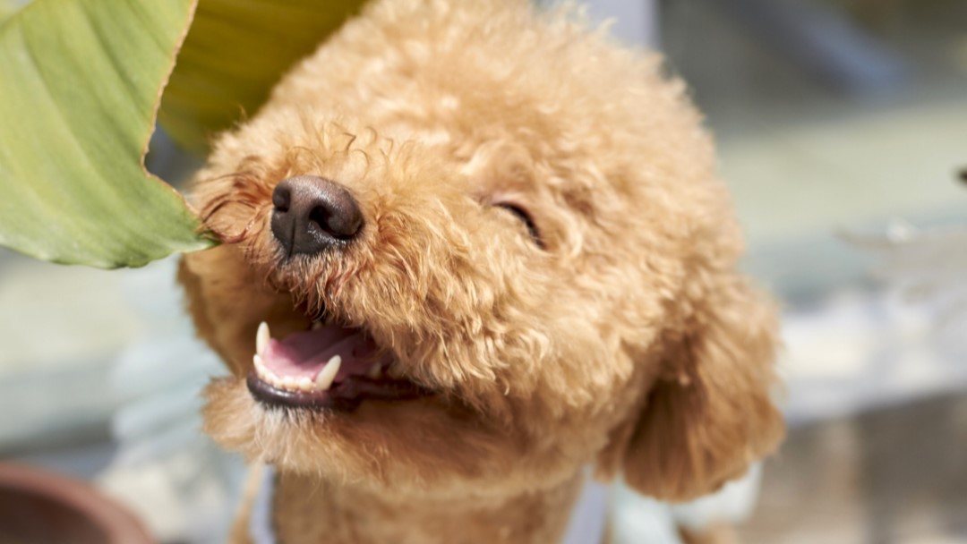 Dorset Dogs Quiz answers
