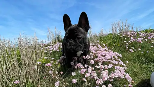 Doggy Directory Businesses Services