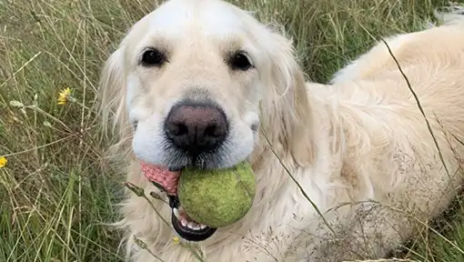 Doggy Directory Businesses Services