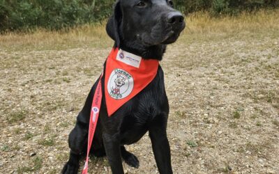 The Fantastic K9 Firewise Patrol