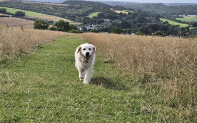 NEW Enjoying Dorset with your Dog leaflet and map