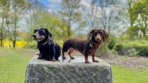 Doggy Directory Businesses Services