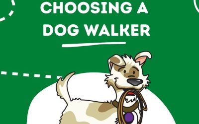 Top Tips for Choosing a Dog Walker
